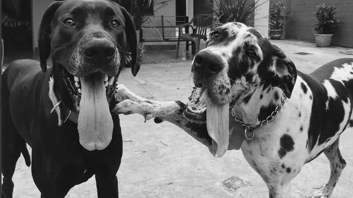 La conmovedora historia de amistad de dos perros: él murió y ella ahora no se despega de su tumba