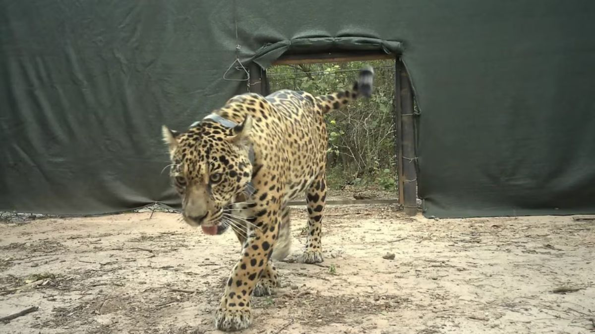 En el norte argentino, la convivencia con el yaguareté —una especie en peligro crítico de extinción— dio lugar a estrategias impulsadas por organismos internacionales y gobiernos locales para reducir conflictos con productores y favorecer su conservación. En el norte argentino, la convivencia con el yaguareté —una especie en peligro crítico de extinción— dio lugar a estrategias impulsadas por organismos internacionales y gobiernos locales para reducir conflictos con productores y favorecer su conservación.
