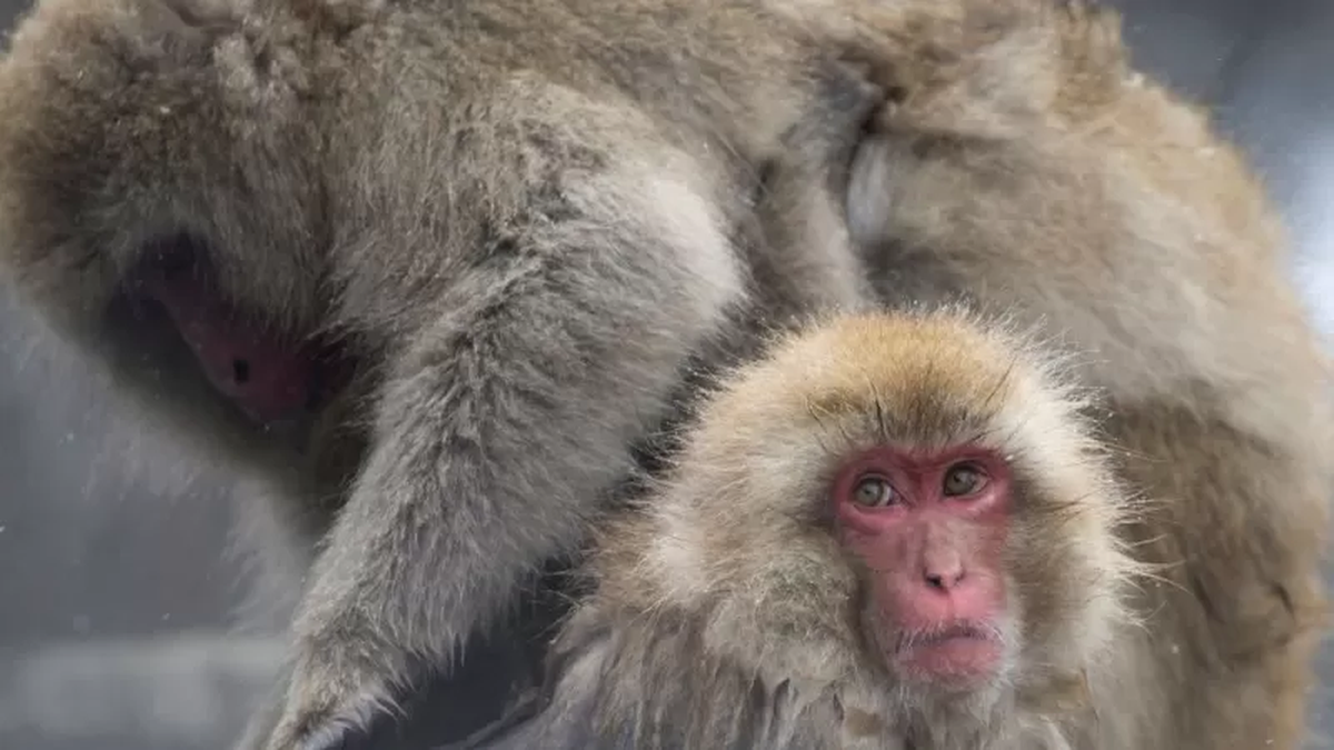 La banda de macacos se cobró más de 40 víctimas en la ciudad japonesa de Yamaguchi.