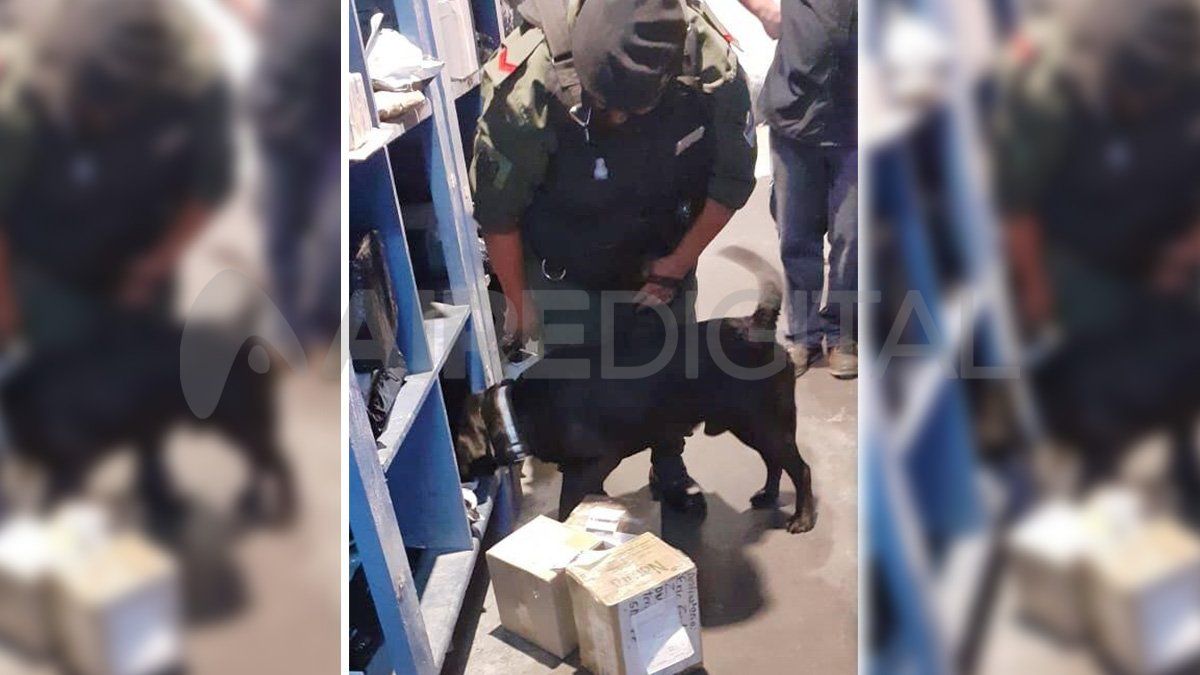 El perro reaccionó a la encomienda y se detuvo a la persona que fue a retirarla