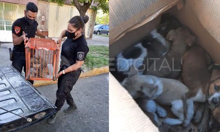 Animales abandonados en Funes y Alvear