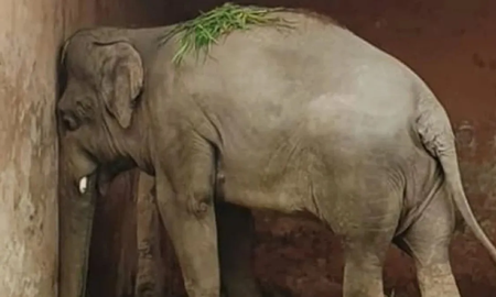 Kaavan, el elefante más solitario del mundo, inició su viaje a la libertad y la cantante Cher está con él Kaavan, el elefante más solitario del mundo, inició su viaje a la libertad y la cantante Cher está con él