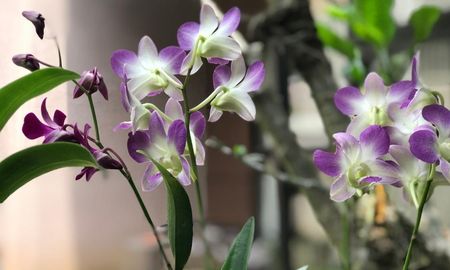 El Feng Shui recomienda colocar la orquídea en estos espacios para favorecer la armonía y la buena energía.