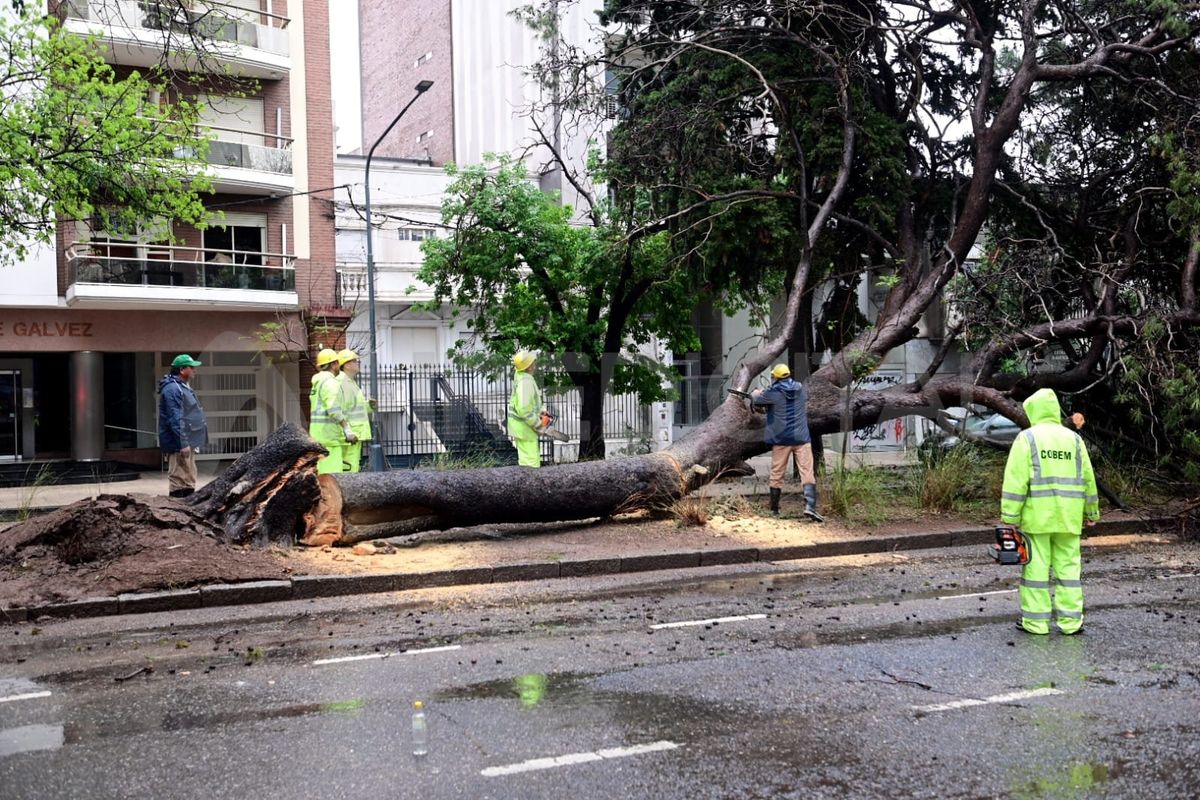 Se registraron árboles caídos en distintos puntos de la ciudad de Santa Fe. Se registraron árboles caídos en distintos puntos de la ciudad de Santa Fe.