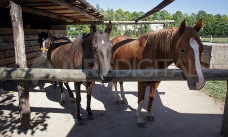 cabalgata a casa de gobierno de las victimas del robo y la faena clandestina de caballos cabalgata a casa de gobierno de las victimas del robo y la faena clandestina de caballos