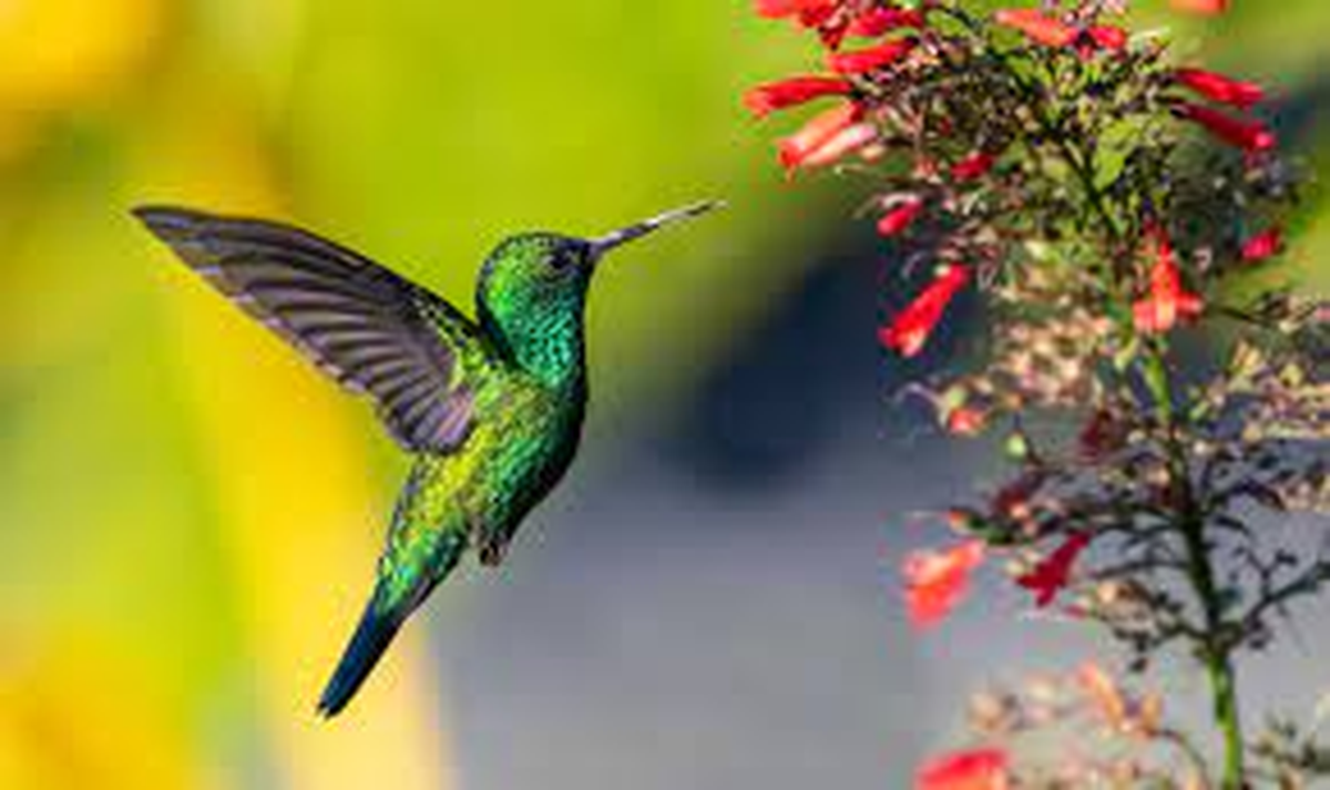 Según la creencia popular, cuando un colibrí ingresa a una casa, renueva las energías.
