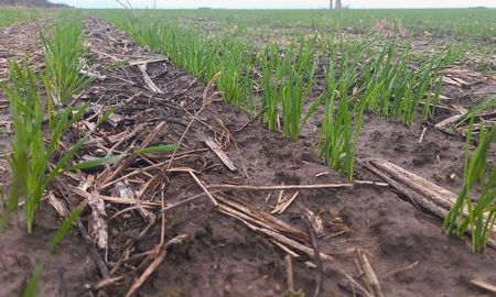trigo en el centro norte de santa fe: la siembra se freno por las lluvias, pero mantiene un avance sostenido trigo en el centro norte de santa fe: la siembra se freno por las lluvias, pero mantiene un avance sostenido