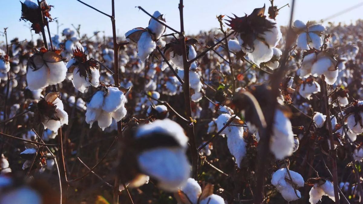 La decisión se da ante la finalización del Fondo de Compensación de Ingresos para la Producción Algodonera (FCIPA), que fue la fuente de sustento económico del plan.