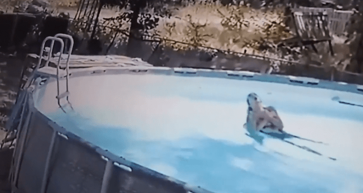 Una mañana de disfrute casi terminó en tragedia.