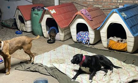 La veterinaria está abierta de 8 a 20, para que las personas que estén interesadas en ayudar con donaciones, paseos o adoptar puedan acercarse. La veterinaria está abierta de 8 a 20, para que las personas que estén interesadas en ayudar con donaciones, paseos o adoptar puedan acercarse.