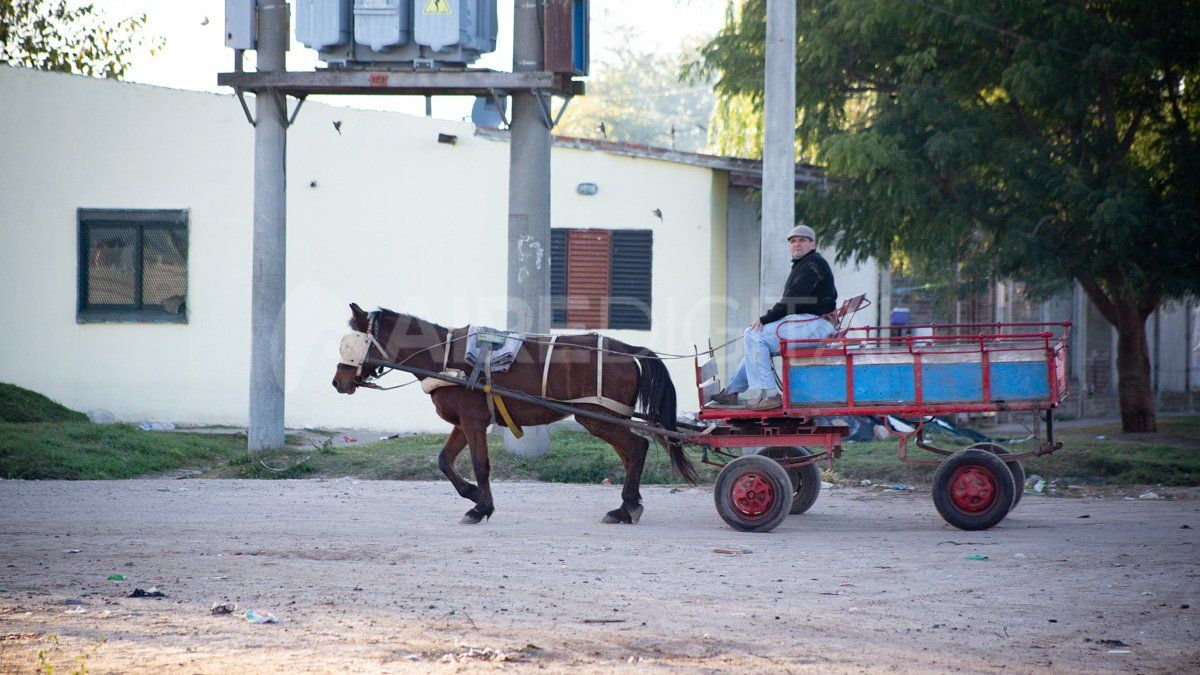 Según la ley 14.346, se entiende por maltrato a animales no alimentarlos bien, estimularlos con instrumentos que les causan dolor (como el látigo), hacerlos trabajar muchas horas sin descanso, o cuando no están en buen estado físico, estimularlos con drogas sin fines terapéuticos y usarlos para llevar vehículos muy pesados.