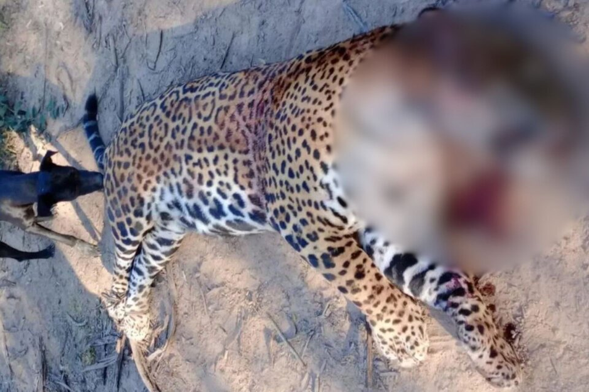 Caza ilegal: mataron y cuerearon a uno de los cinco yaguaretés que había en Formosa Caza ilegal: mataron y cuerearon a uno de los cinco yaguaretés que había en Formosa