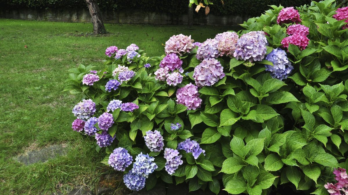 El uso de hormonas de enraizamiento y un sustrato poroso son factores determinantes para que los tallos desarrollen ra&iacute;ces en pocas semanas.