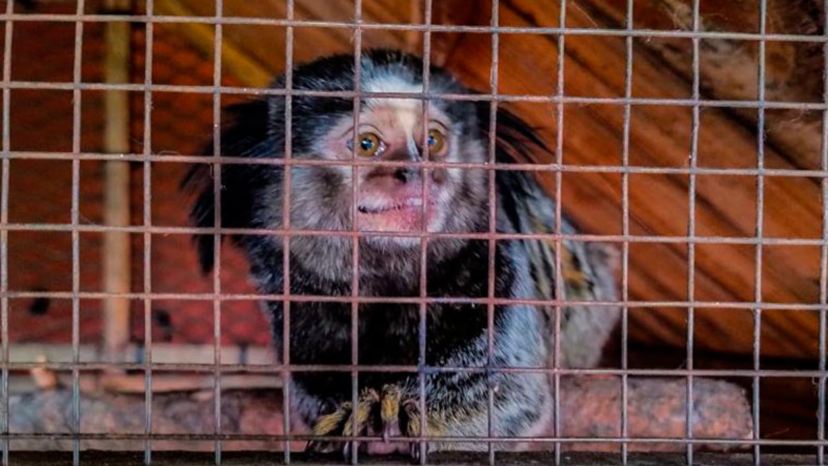 Buenos Aires: rescataron de un zoológico clandestino a animales en cautiverio Buenos Aires: rescataron de un zoológico clandestino a animales en cautiverio