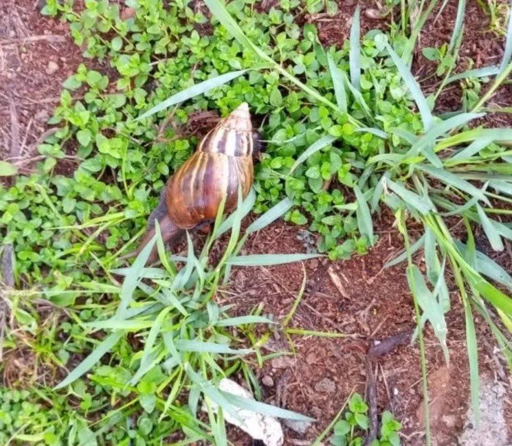 Son más grandes que los caracoles que se acostumbra a ver en patios y jardines. (Foto: Senasa)