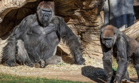 Investigan cómo se contagiaron los gorilas de coronavirus en el zoológico de San Diego, en California. Investigan cómo se contagiaron los gorilas de coronavirus en el zoológico de San Diego, en California.