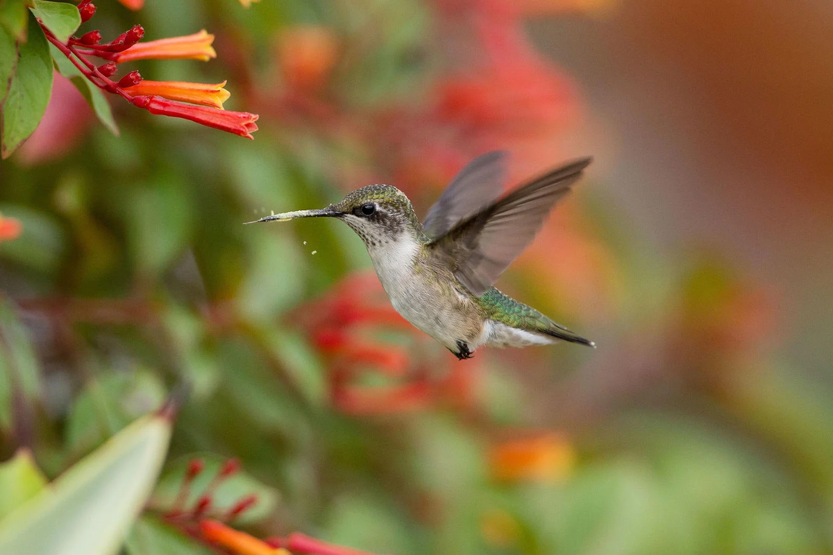 Cómo poliniza el colibrí