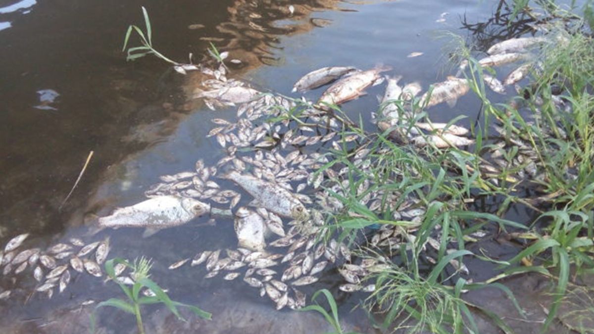 El arroyo Rey tiene problemas de contaminaci&oacute;n desde hace a&ntilde;os