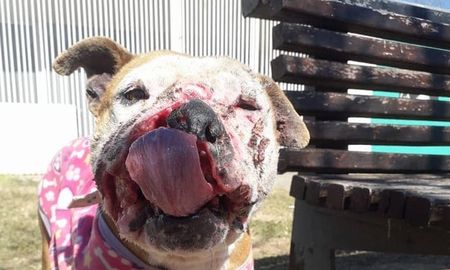 Aire de Santa Fe | IMUSA-nashly maltrato animal adopcion.jpg