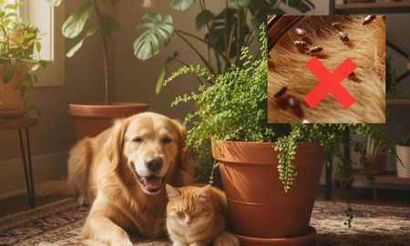 Las tres plantas que repelen a las pulgas. Las tres plantas que repelen a las pulgas.