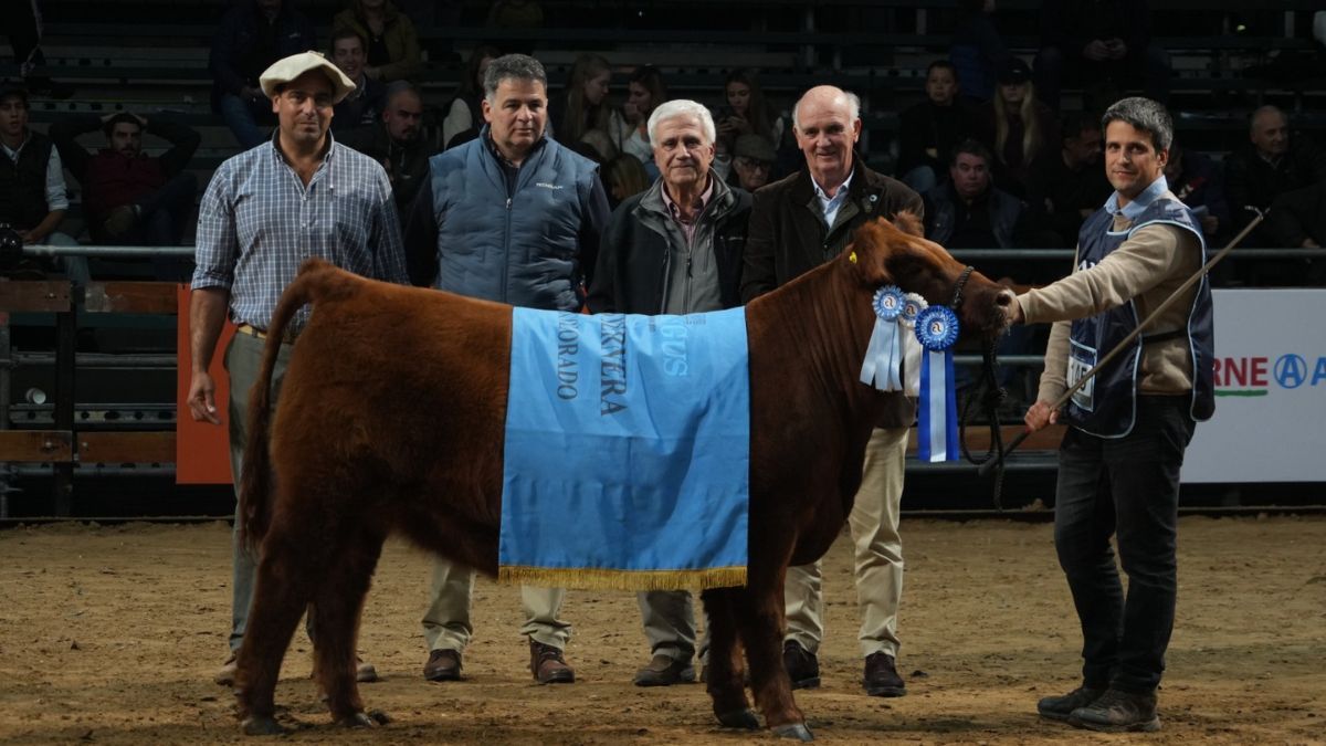 EL premio a la Mejor Ternera Colorada fue para el box 145 de la Cabaña La Pastoriza