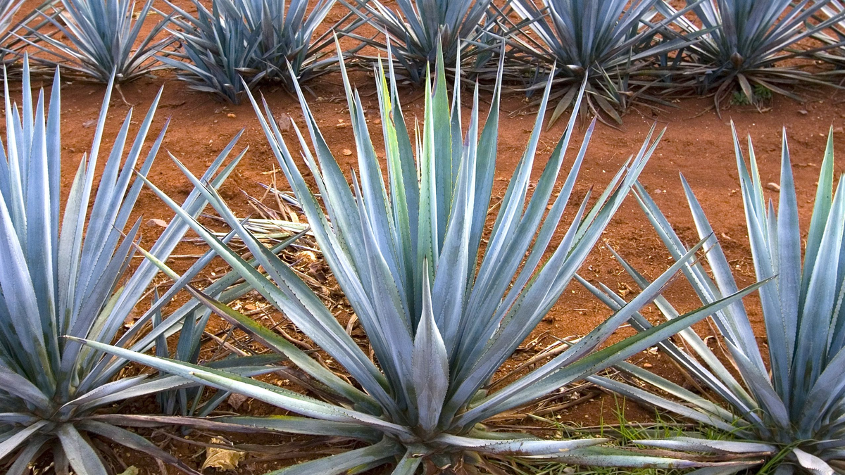 En 2006, la UNESCO designó como Patrimonio Mundial de la Humanidad los paisajes de campos de agave.