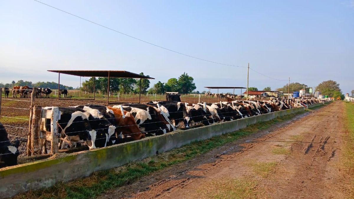 Inicialmente las instalaciones podrán recibir y engordar hasta 1.000 animales