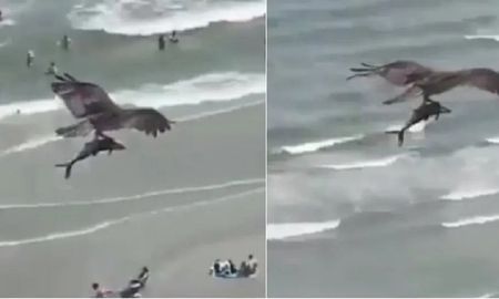 video: el impactante momento en que el aguila caza un tiburon video: el impactante momento en que el aguila caza un tiburon