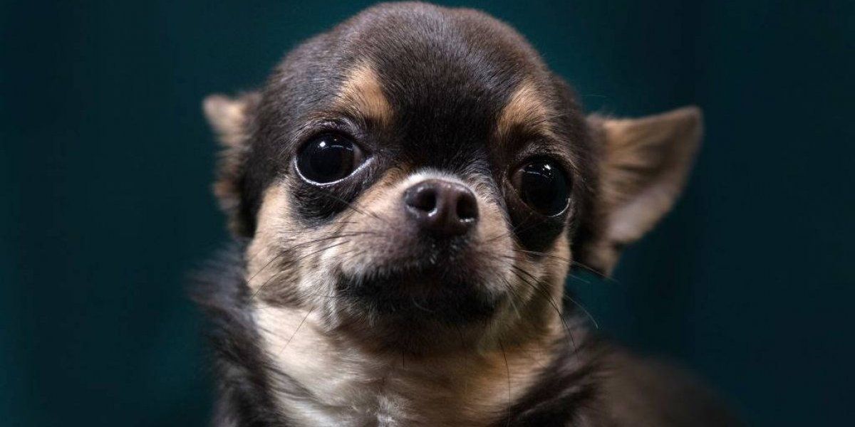 Mujer sobrevive a brutal ataque de oso con la ayuda de su perrito chihuahua