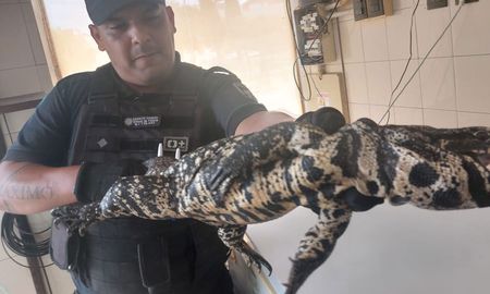 La Policía ecológica logró capturar al animal para luego ser trasladado a su hábitat. La Policía ecológica logró capturar al animal para luego ser trasladado a su hábitat.