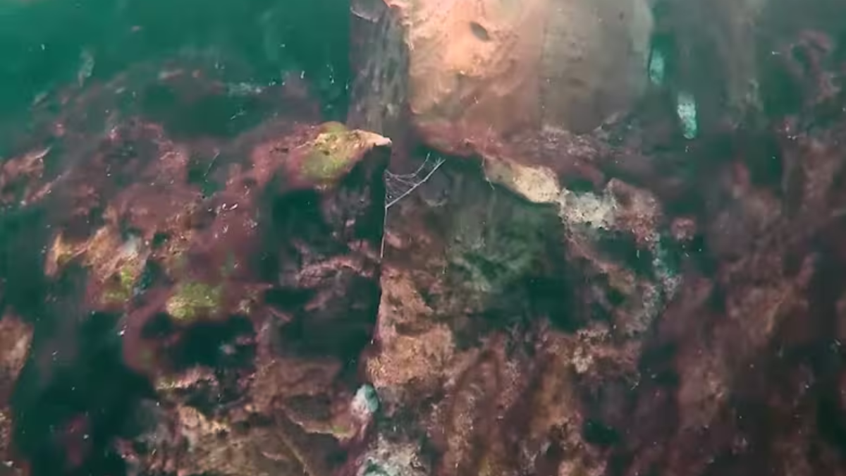 Científicos descubrieron un terrorífico hallazgo en el "Gran agujero azul". Científicos descubrieron un terrorífico hallazgo en el "Gran agujero azul".