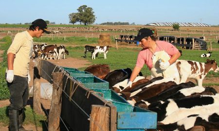 el profesional tambero: familias que gestionan mejor, tambos que crecen mas el profesional tambero: familias que gestionan mejor, tambos que crecen mas