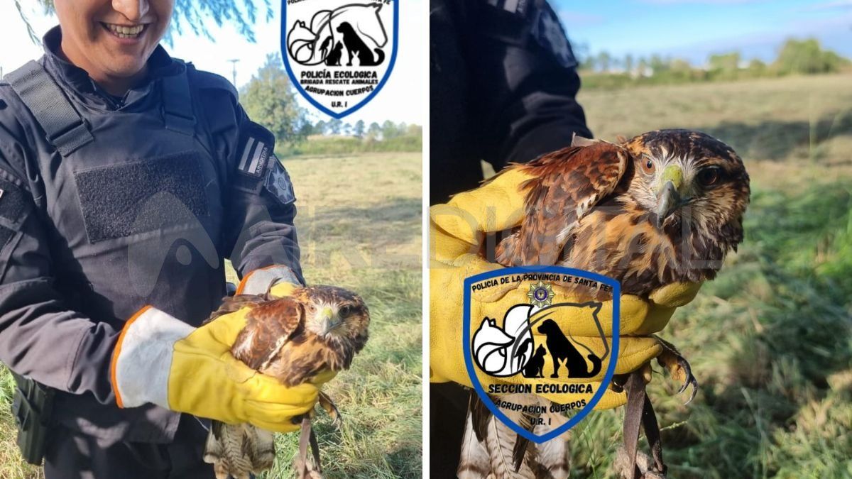 El gavilán rescatado en Santo Tomé por la Policía Ecológica