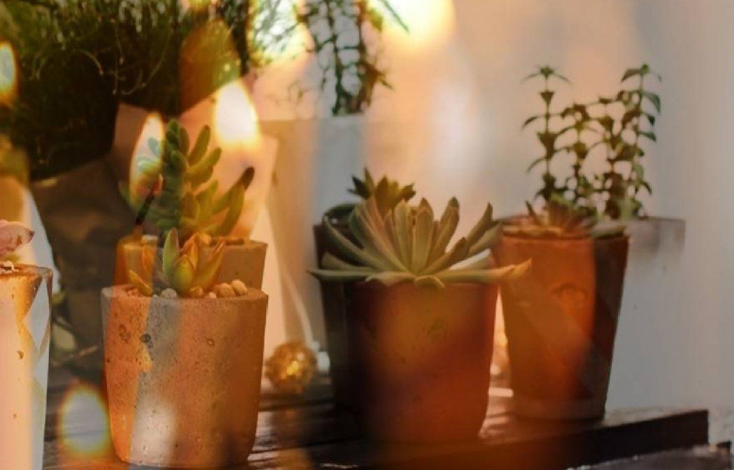 Plantas protectoras del hogar&nbsp;