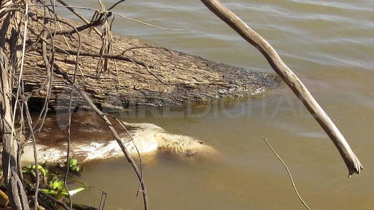 Los cadáveres de los animales que los cazadores no pudieron capturar flotan en el río Paraná.