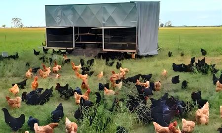 del campo al consumidor: como emprender con huevos pastoriles en sistemas regenerativos del campo al consumidor: como emprender con huevos pastoriles en sistemas regenerativos