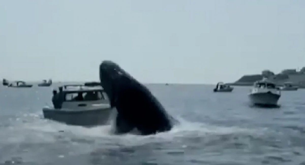 Video: una ballena jorobada saltó y golpeó a una embarcación en Estados Unidos