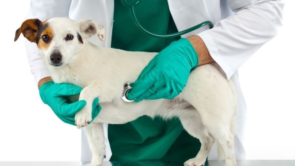 Vet en línea es una obra social para mascotas que atiende las 24 horas