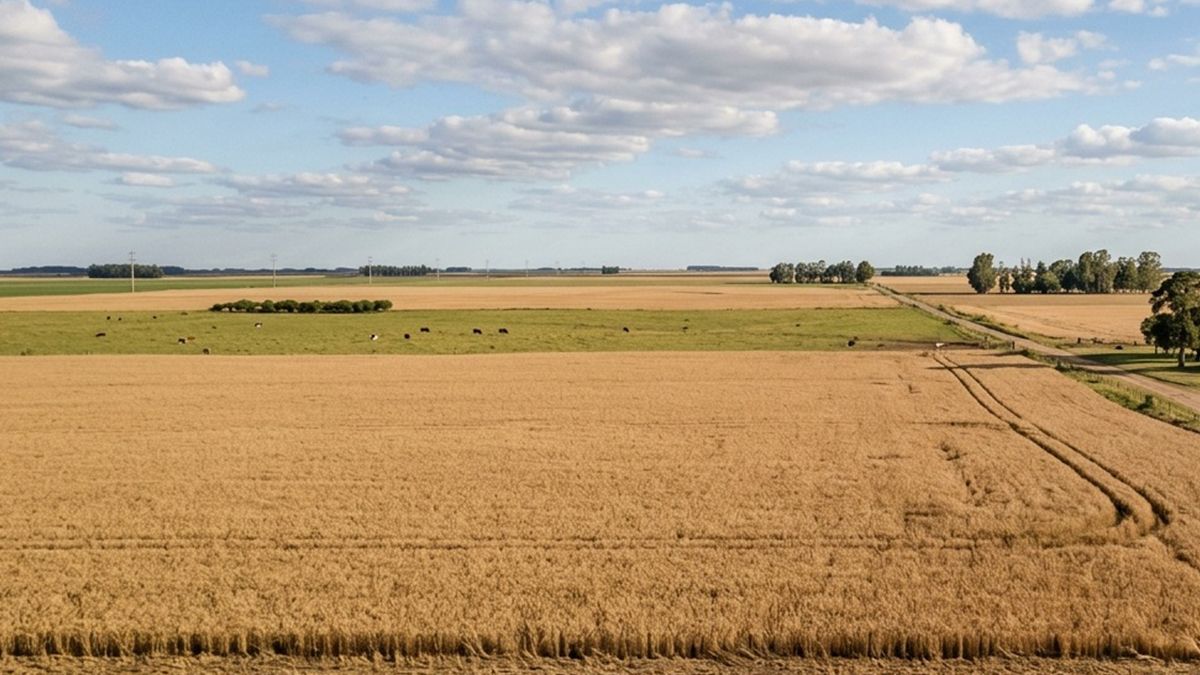 El suceso ocurrió el domingo pasado en un campo del norte provincial.&nbsp;