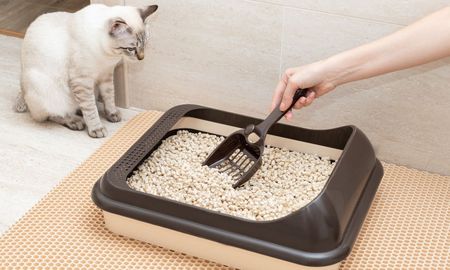 Descubrí los mejores lugares para colocar el arenero de los gatos y cuántos necesita tu felino. Descubrí los mejores lugares para colocar el arenero de los gatos y cuántos necesita tu felino.