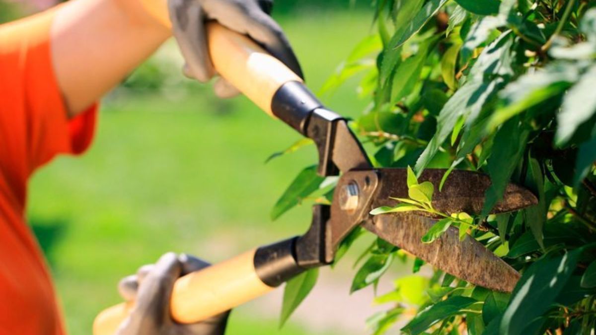 Eliminar hojas secas permite que la planta concentre su energ&iacute;a en los brotes nuevos.