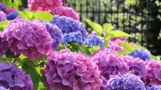 Los cuidados para lograr hortensias con flores más grandes y mejor desarrollo en el jardín.