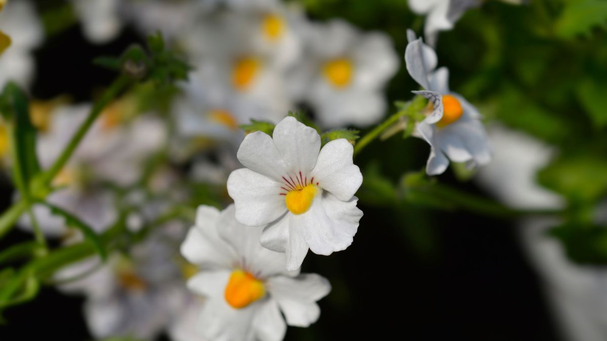 Buena luz, riegos regulares y retirar las flores marchitas ayudan a prolongar la floración. Buena luz, riegos regulares y retirar las flores marchitas ayudan a prolongar la floración.
