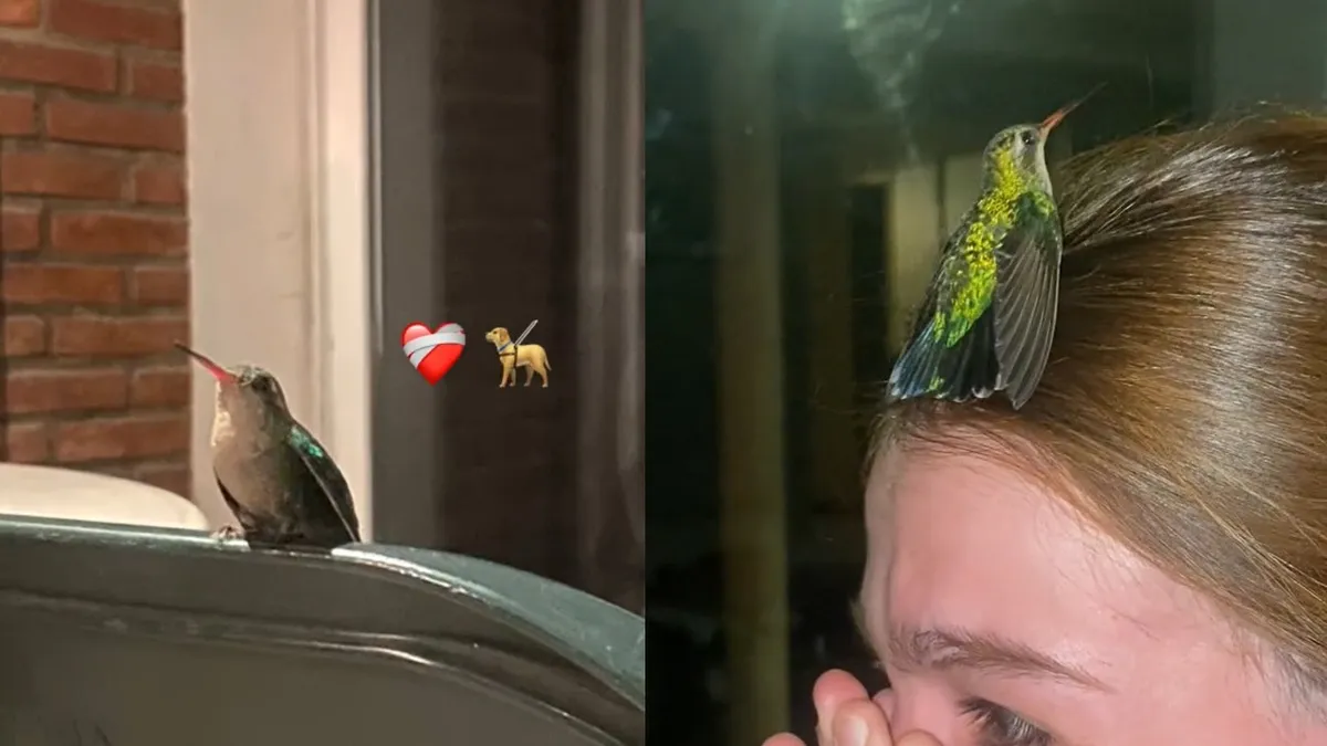 El emocionante video viral de una joven y un colibrí: ¿qué significa su visita?