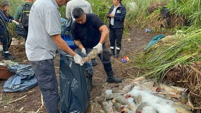 Decomisaron cerca de 130 pescados en mal estado destinados a la venta en la Circunvalación Oeste