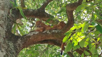 Susto y sorpresa en Cayastá por la aparición de un puma: es el segundo en esta semana