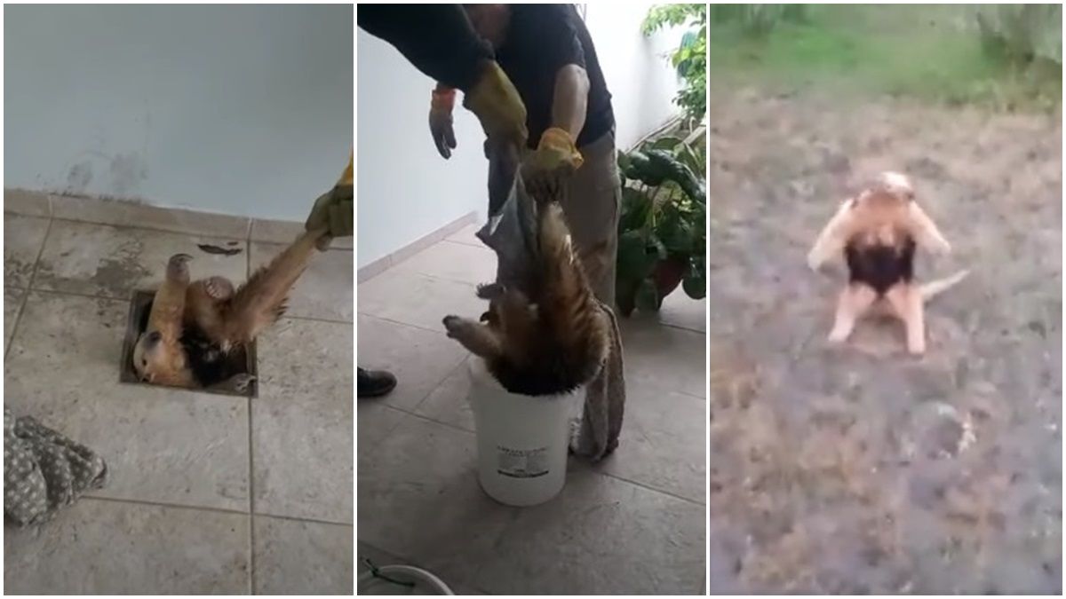 El animal silvestre fue captado por las cámaras de seguridad de vivienda de la localidad de Avellaneda.