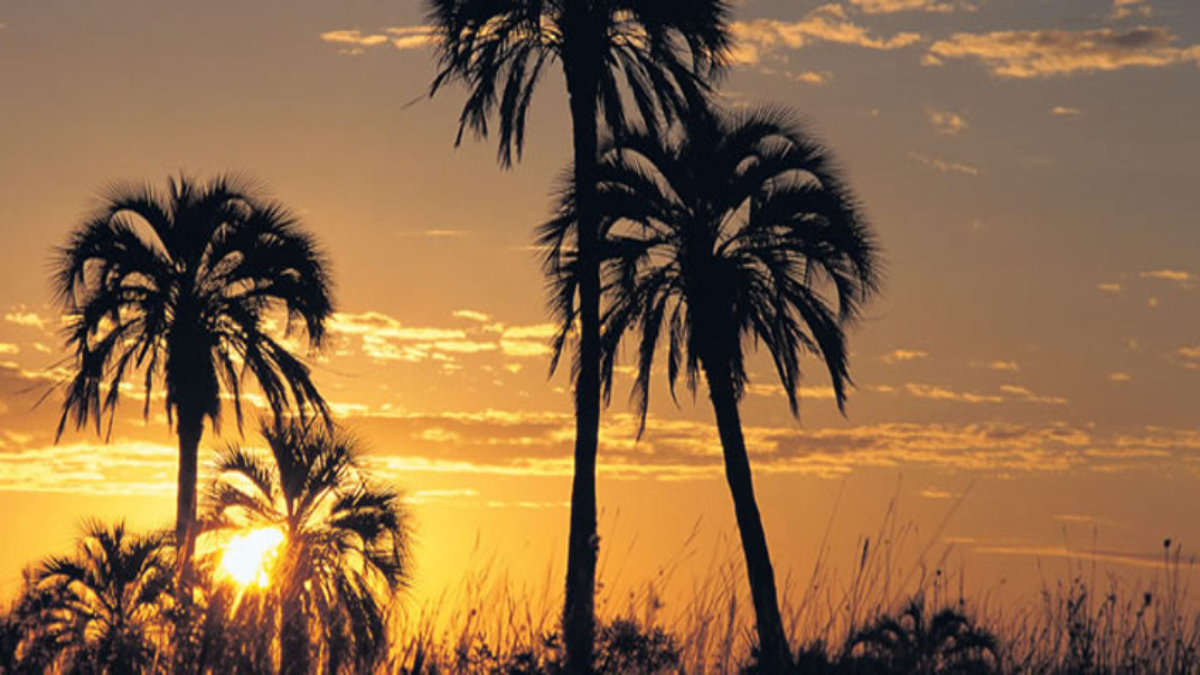 Cerca de la ciudad de Federación se encuentra el Parque Nacional El Palmar, uno de los más importantes del país. Cerca de la ciudad de Federación se encuentra el Parque Nacional El Palmar, uno de los más importantes del país.