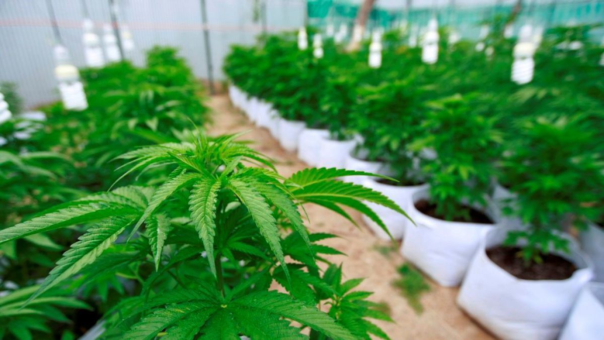 Nación permitirá la inscripción de semillas de la especie Cannabis sativa L. para su uso medicinal y de investigación en el Registro Nacional de Cultivares y/o el Registro Nacional de la Propiedad de Cultivares.