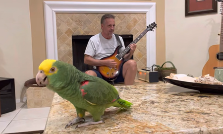 Tiro se volvió viral en las redes por su interpretación de Whole Lotta Rosie, de AC/DC. Tiro se volvió viral en las redes por su interpretación de Whole Lotta Rosie, de AC/DC.